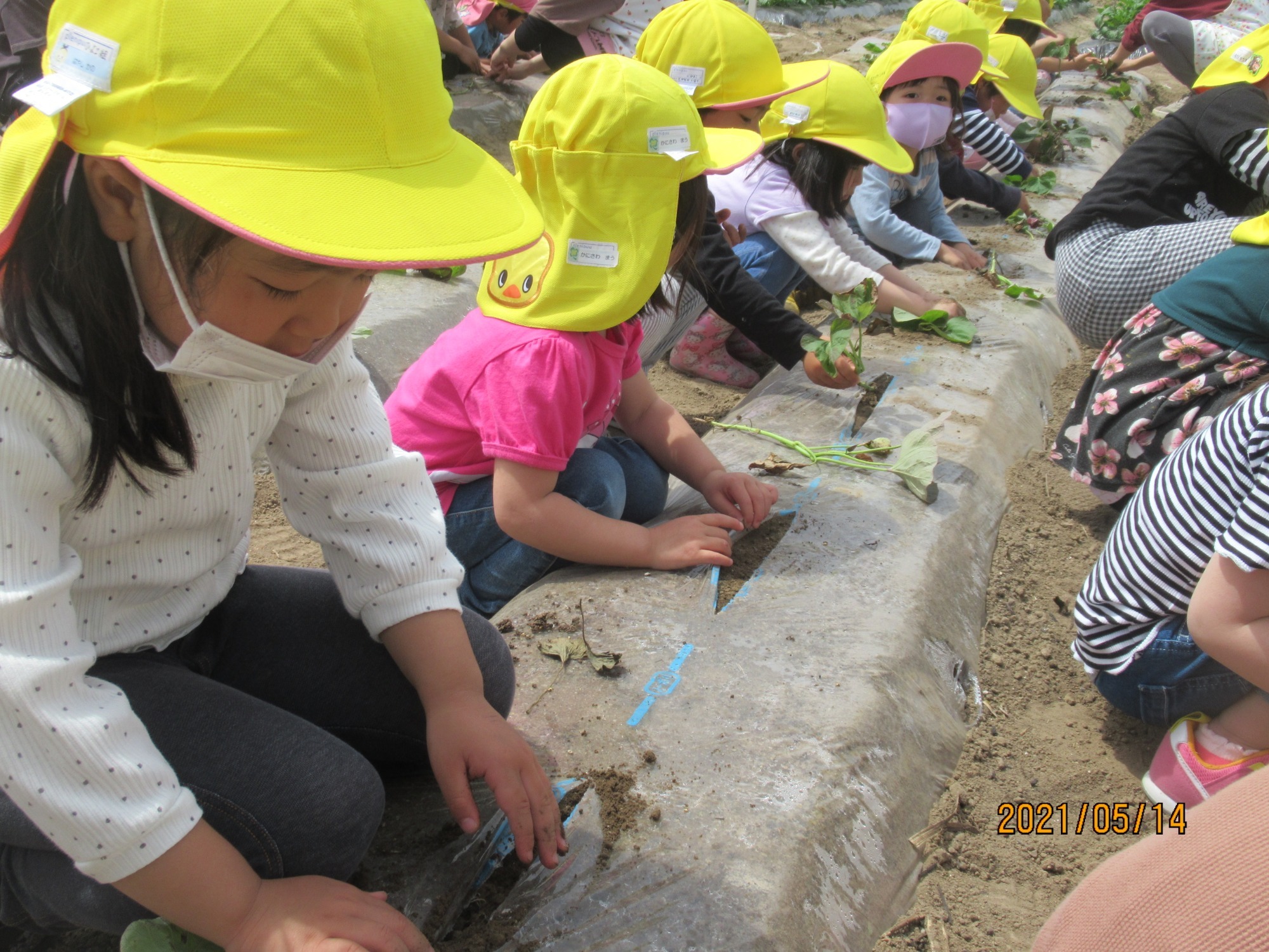 5月14日（金）　さつま芋苗植え