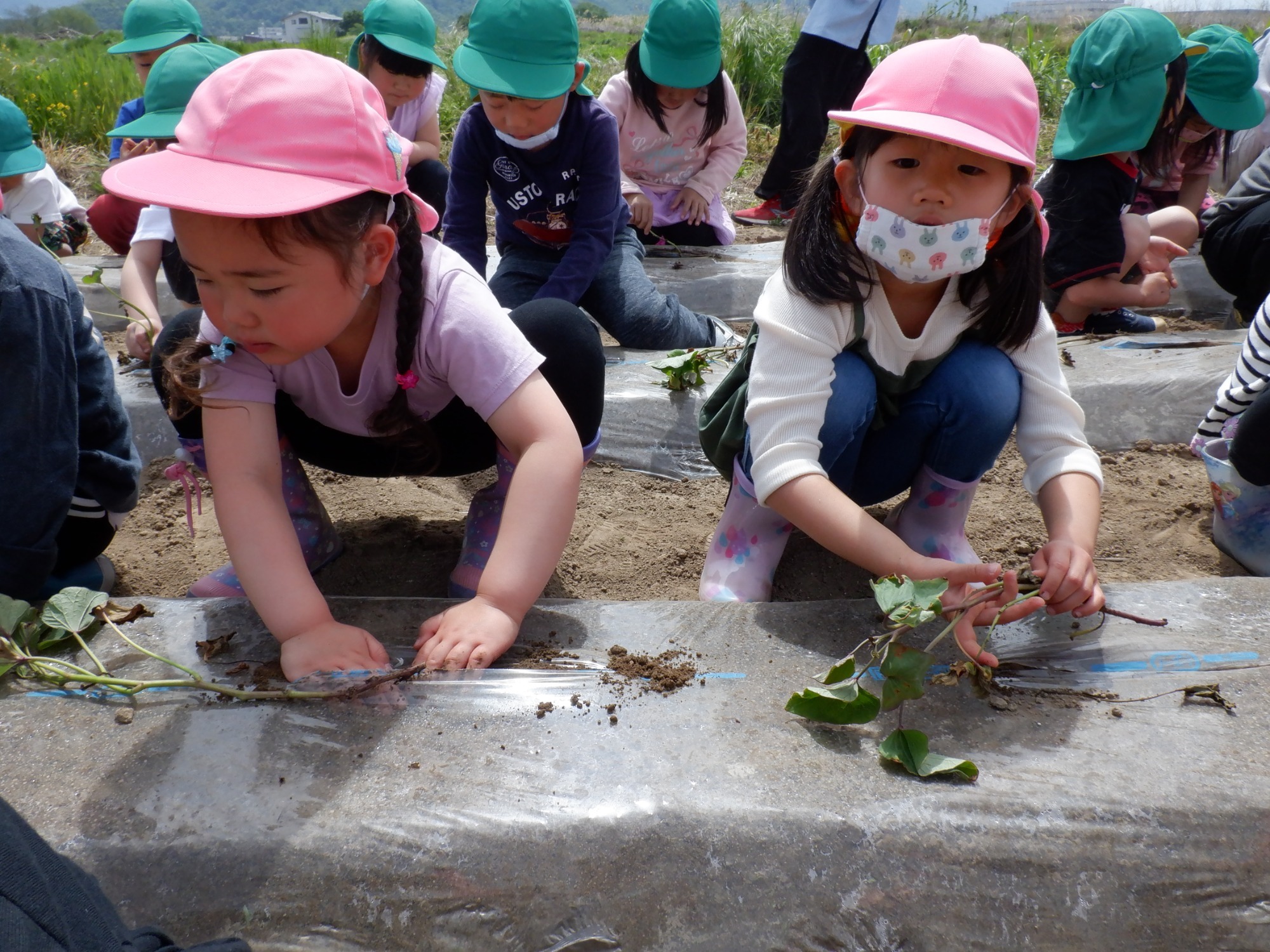 5月14日（金）　さつま芋苗植え