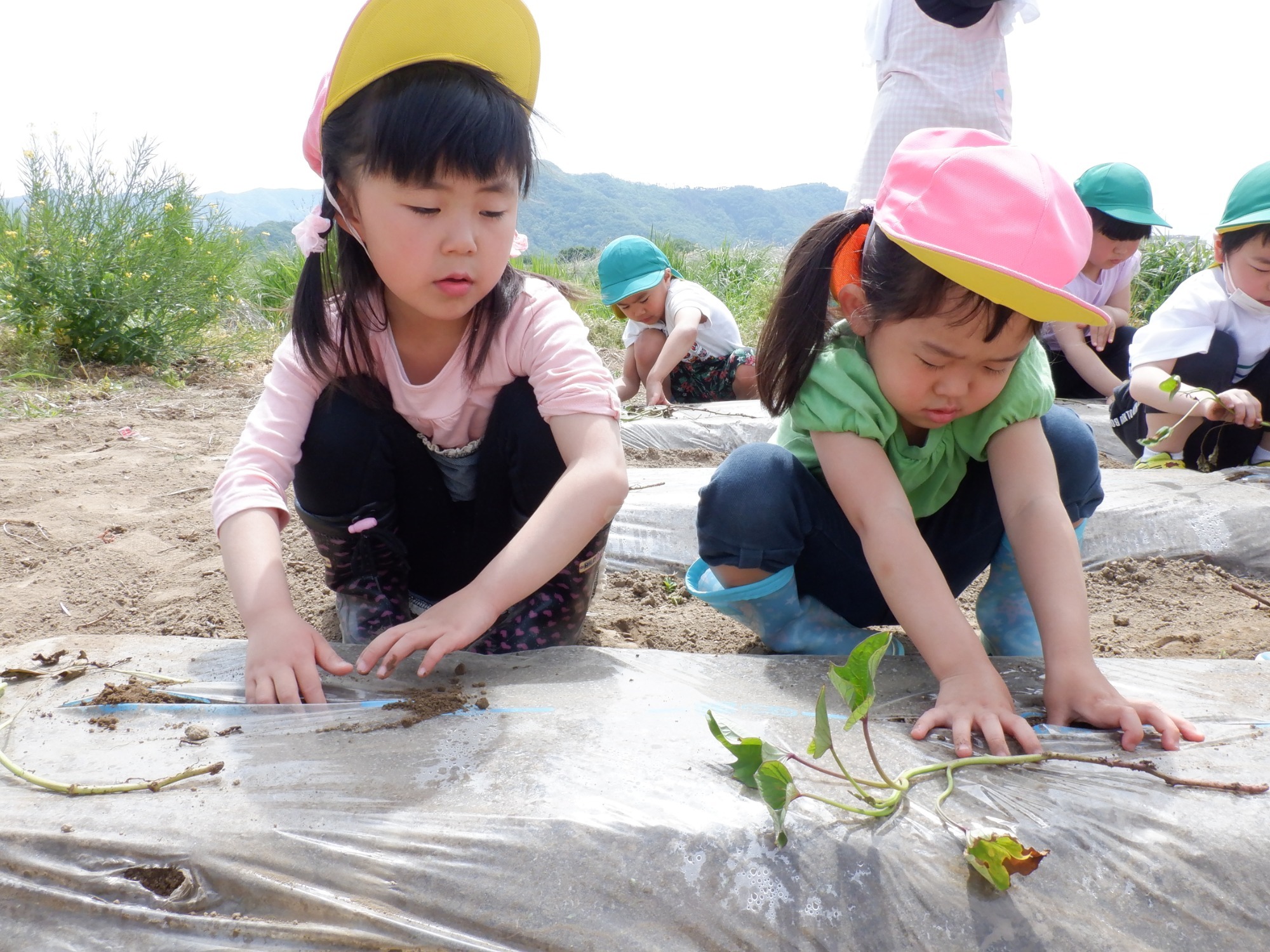 5月14日（金）　さつま芋苗植え