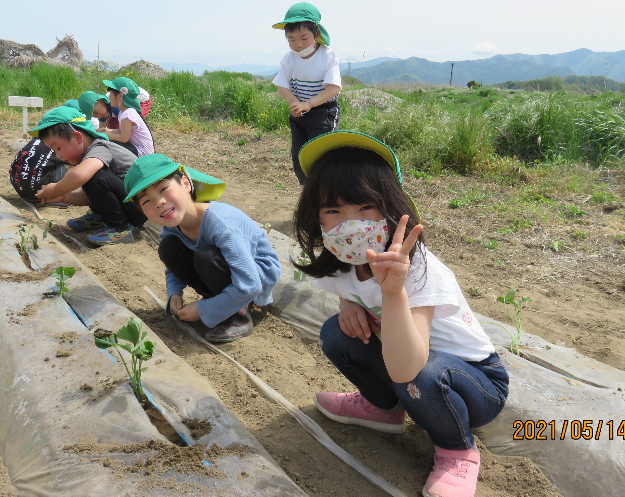 5月14日（金）　さつま芋苗植え