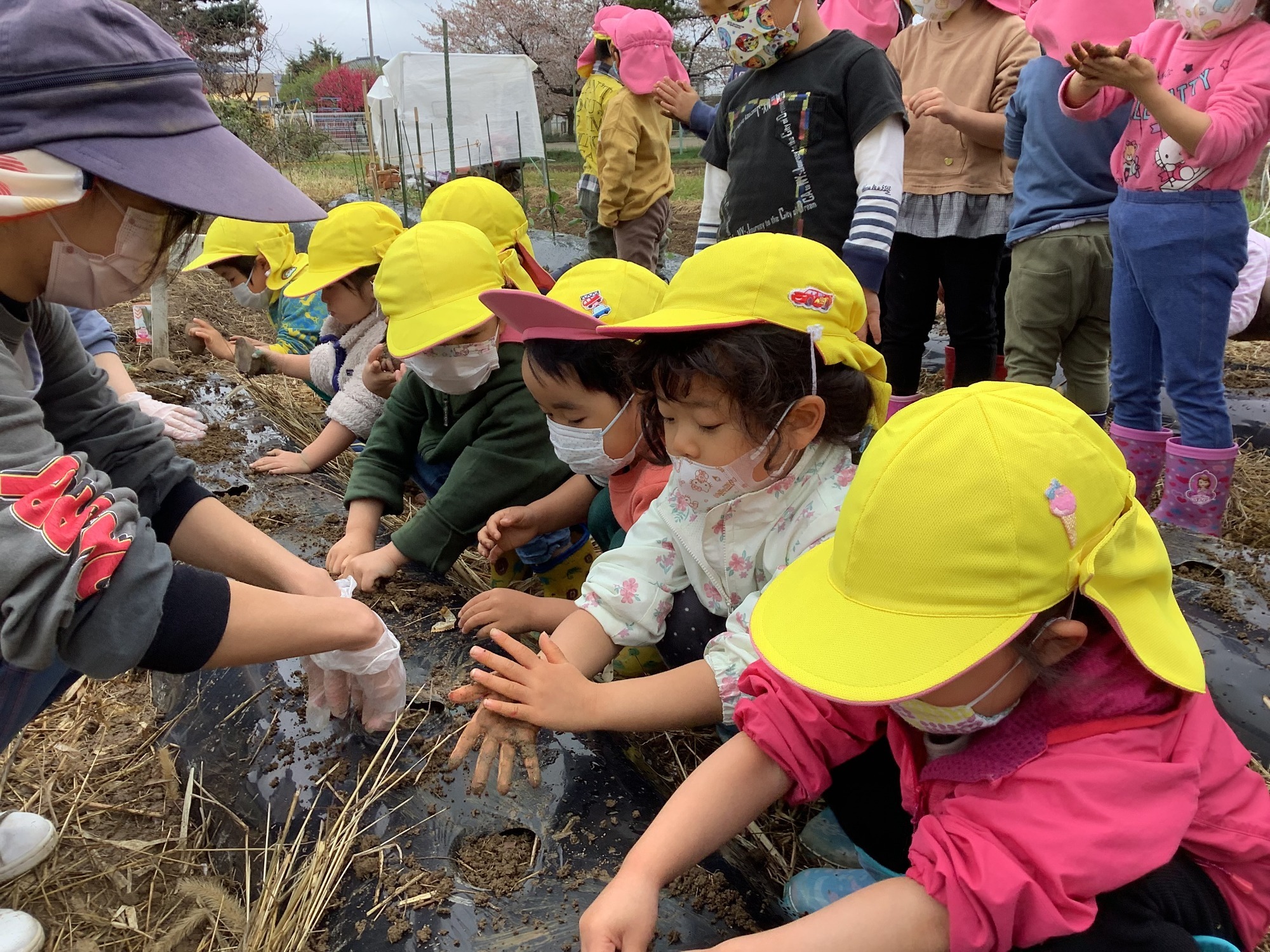 4月15日（金）じゃが芋植え