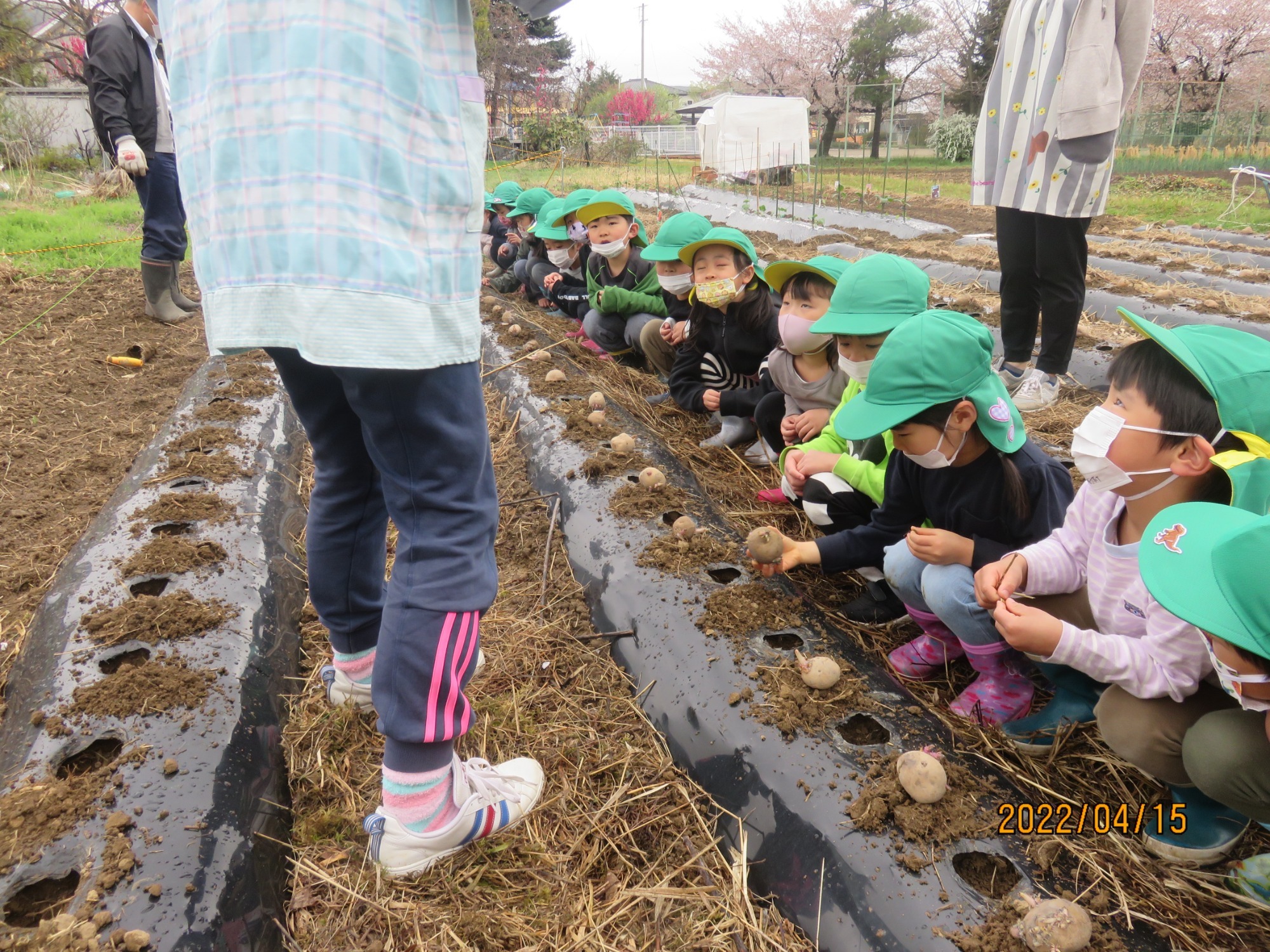 4月15日（金）じゃが芋植え