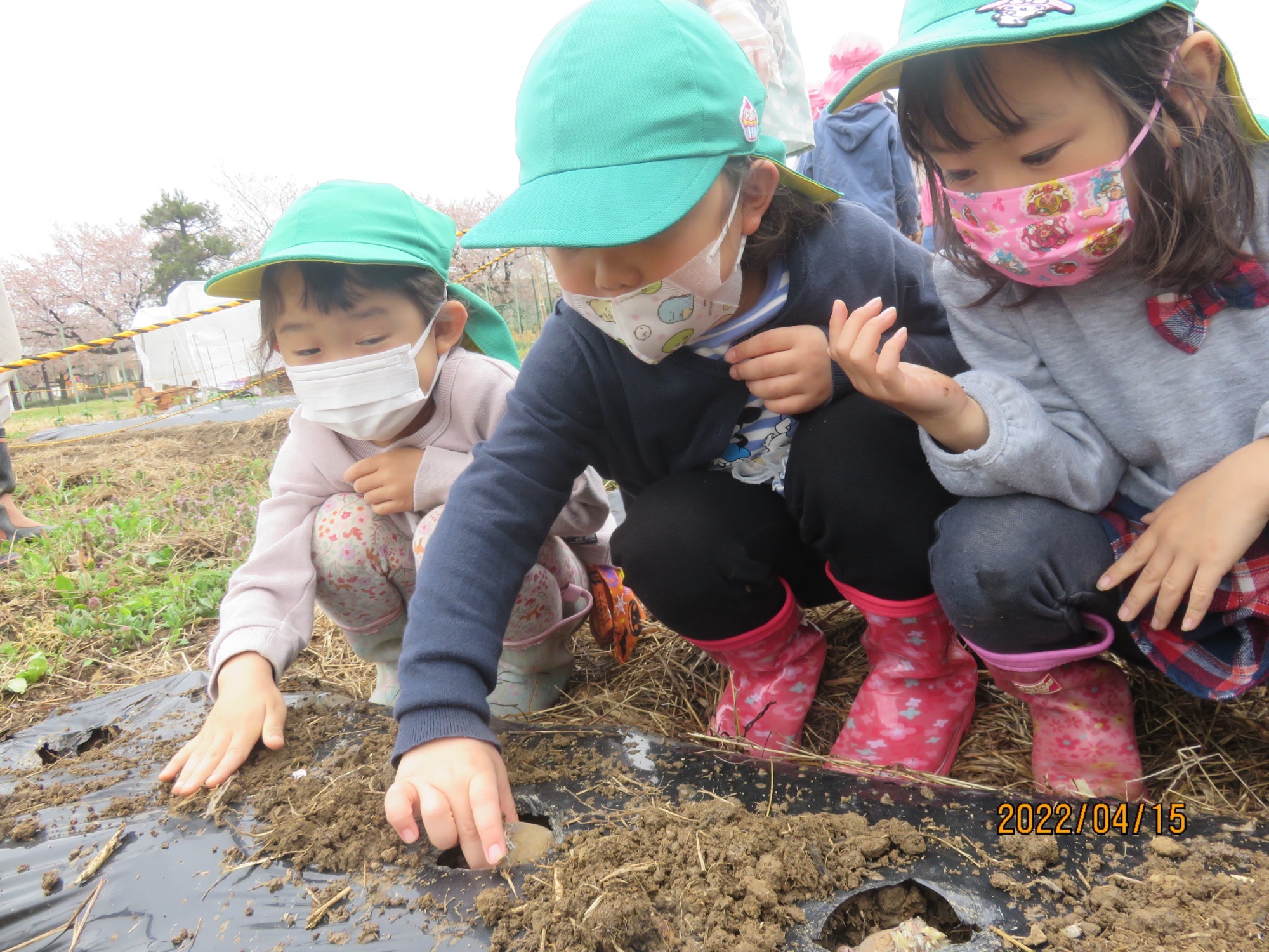 4月15日（金）じゃが芋植え