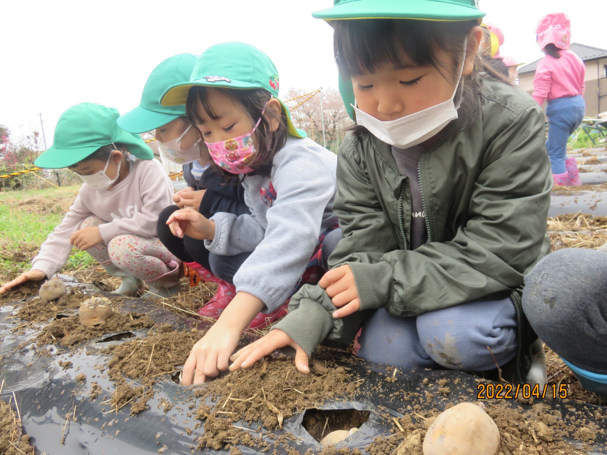 4月15日（金）じゃが芋植え
