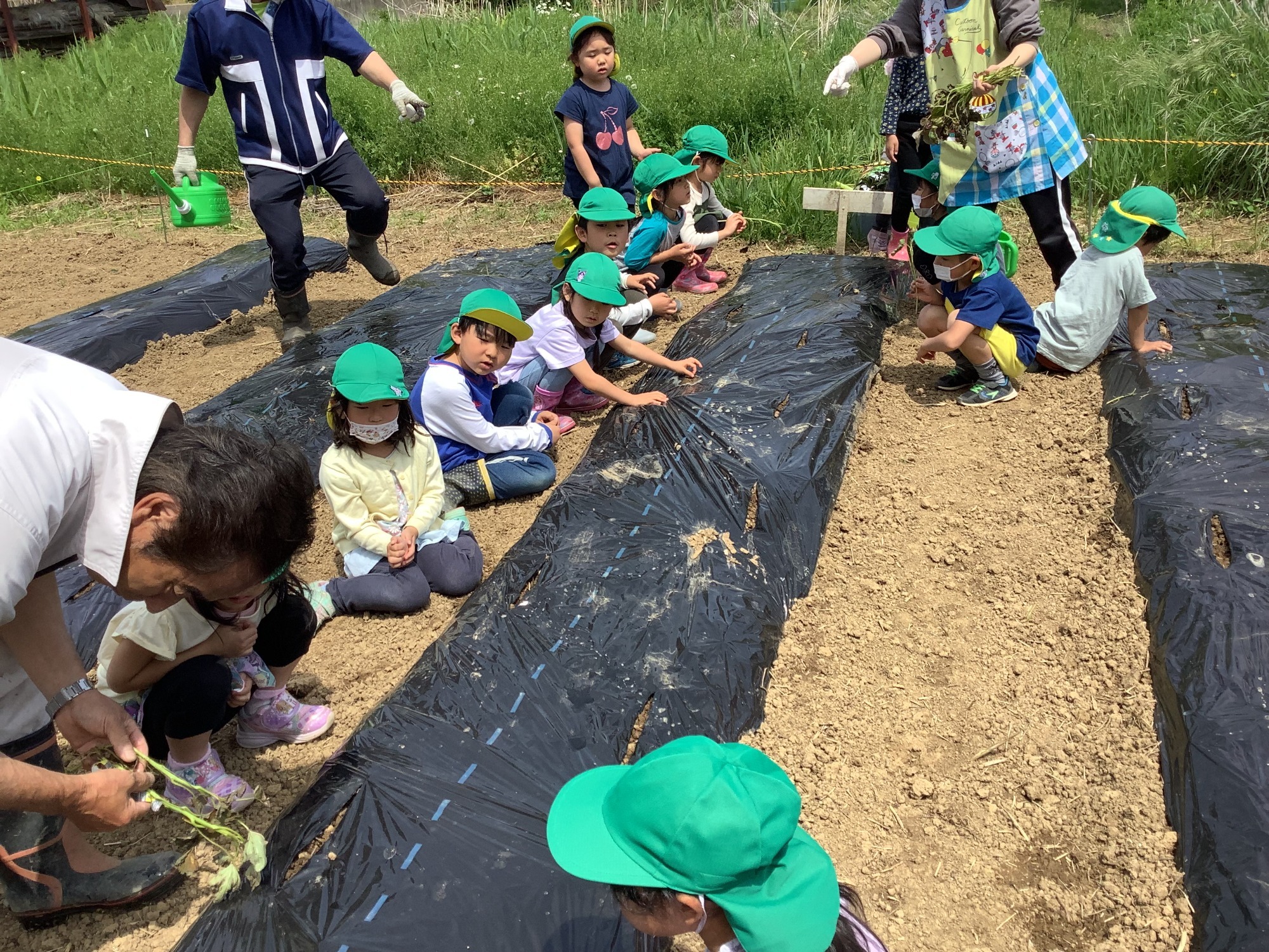 5月12日（木）さつま芋の苗植え