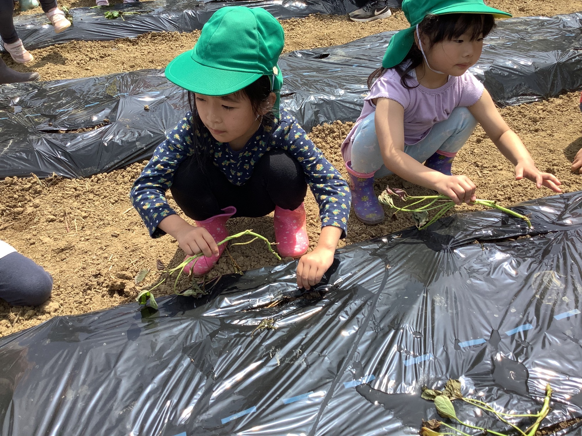 5月12日（木）さつま芋の苗植え