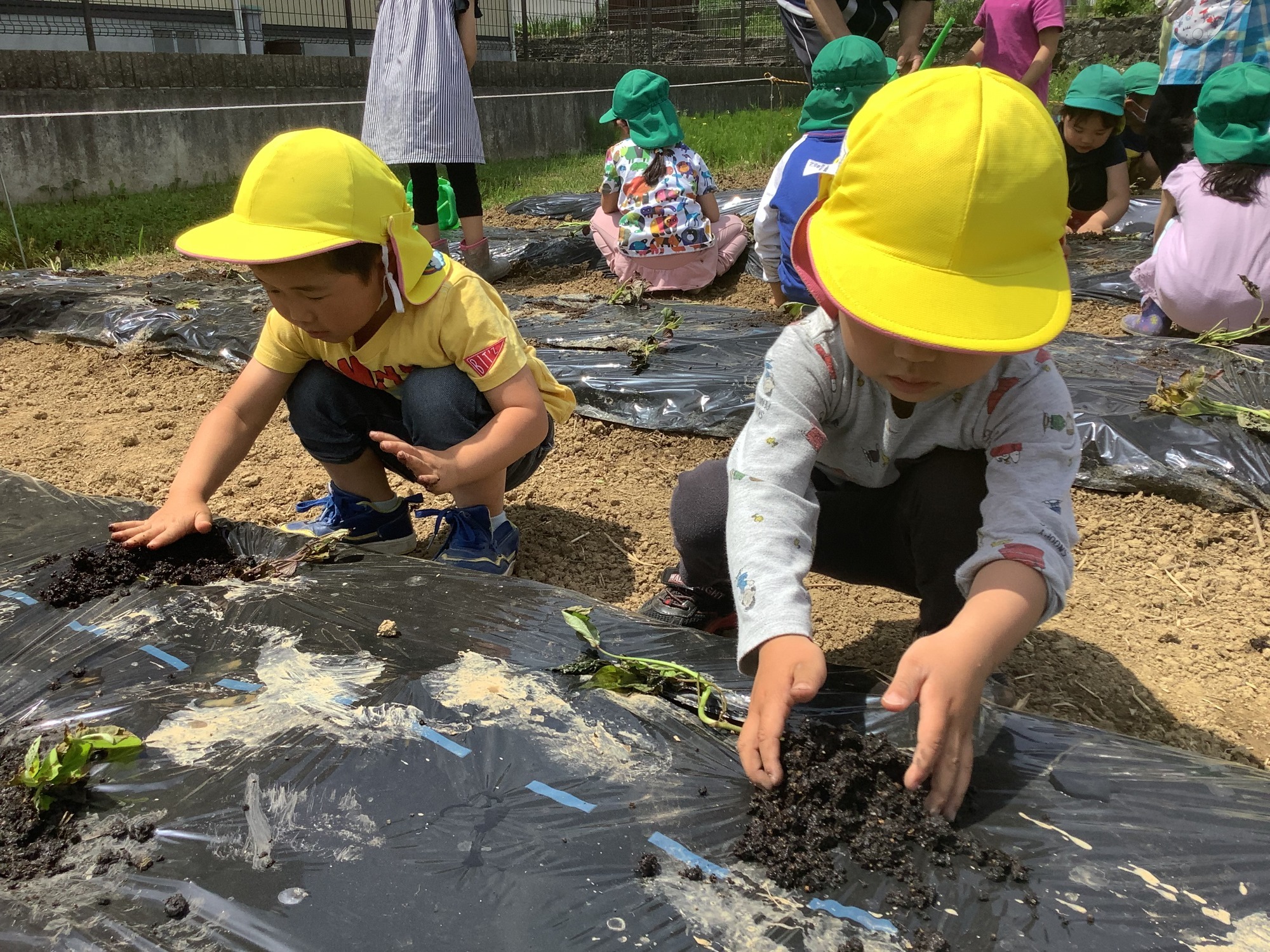 5月12日（木）さつま芋の苗植え