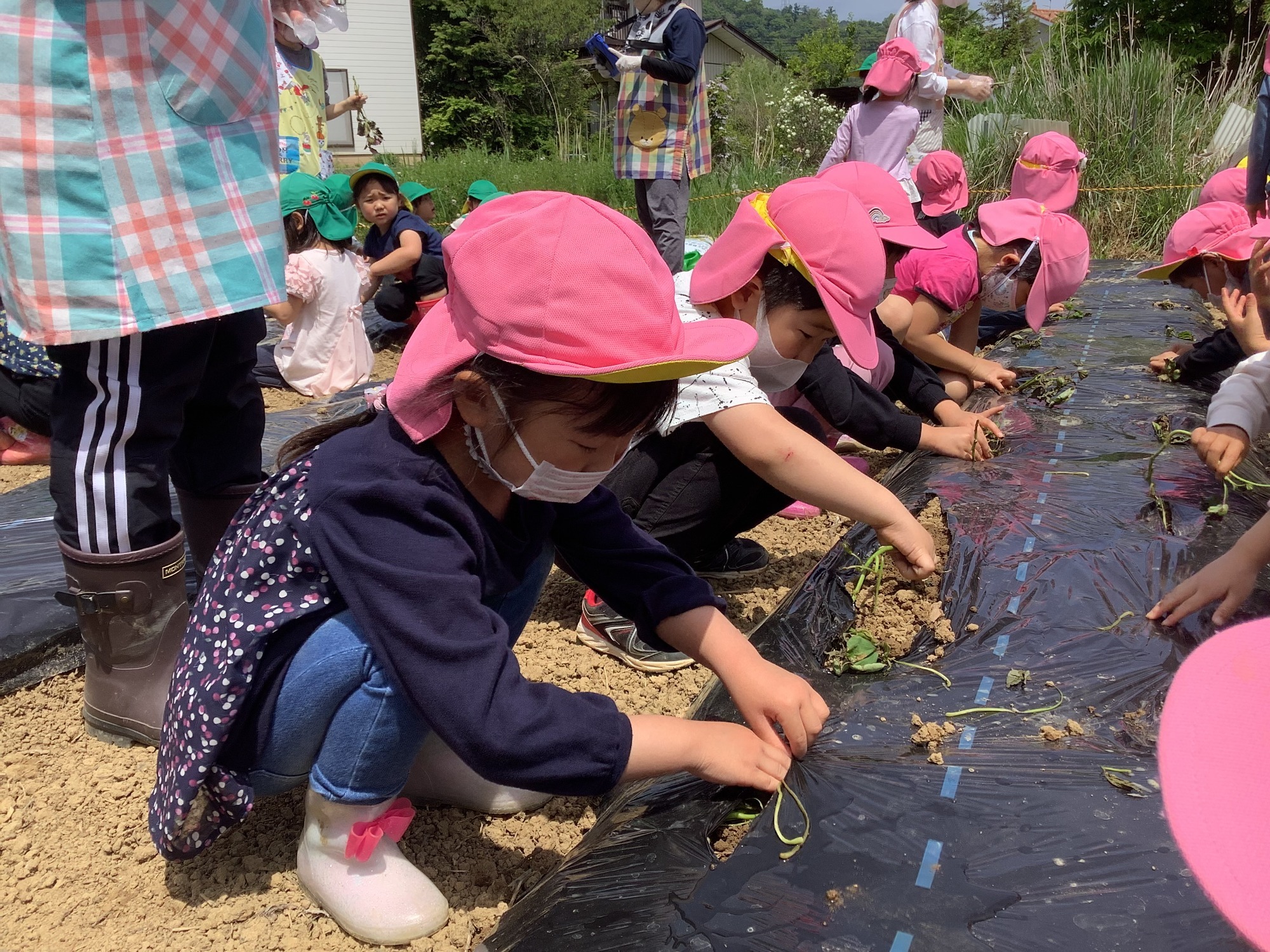 5月12日（木）さつま芋の苗植え