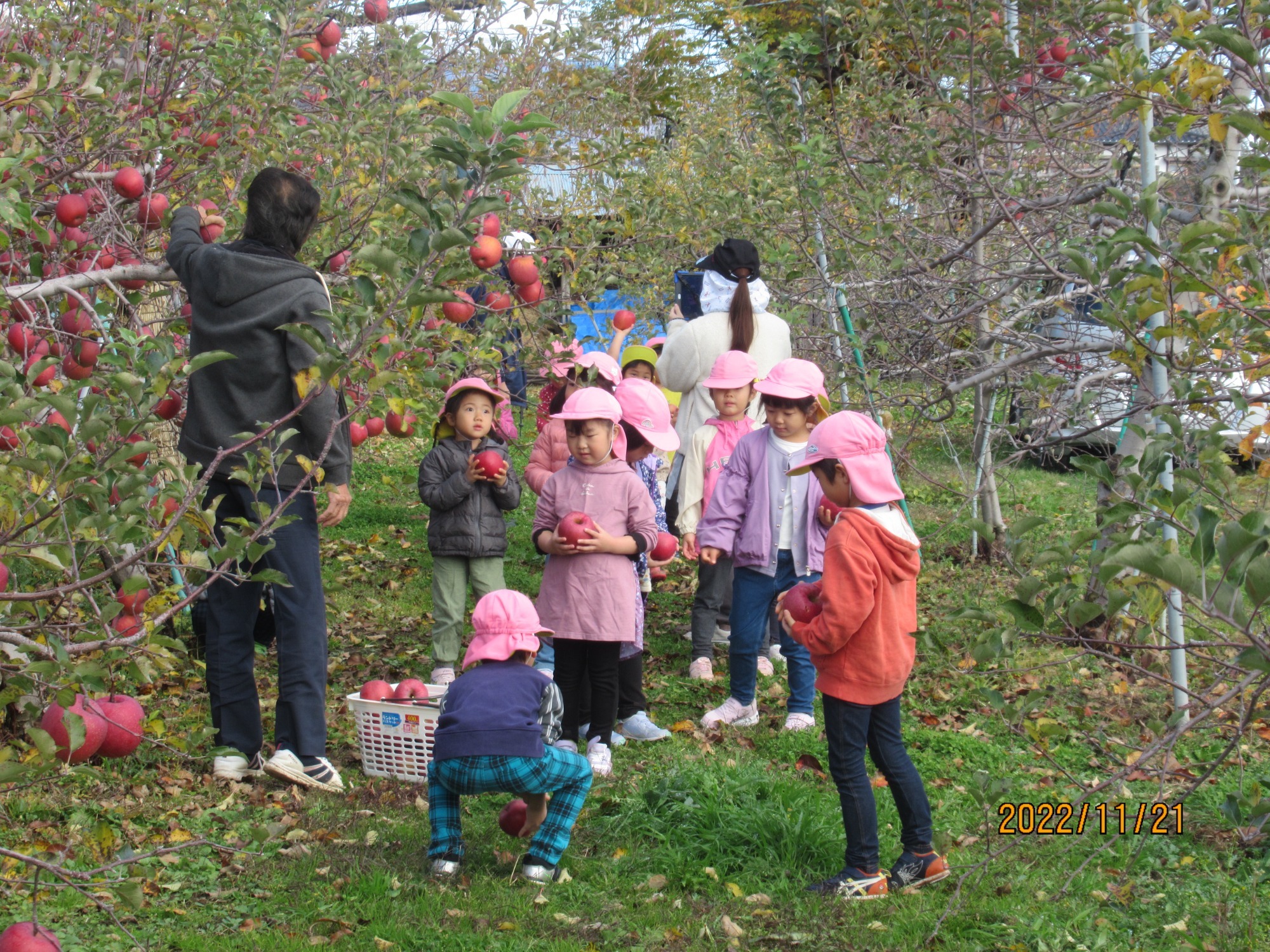 11月18日・21日　りんご狩り